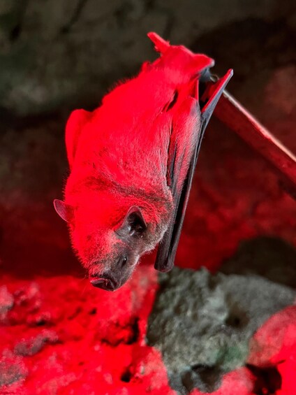 A red bat hanging upside down. 1