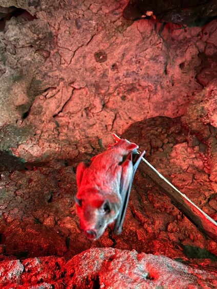 A fish hanging from a wooden stick in a cave with red rock walls. 3