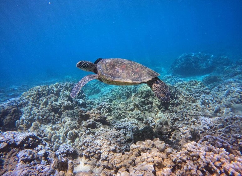 A sea turtle swimming over a coral reef. 2