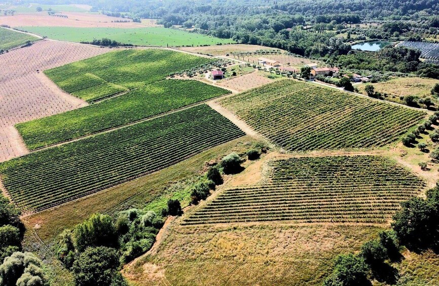 Picture 9 for Activity Winery Tour with Wine & Food Tasting in Montepulciano 3