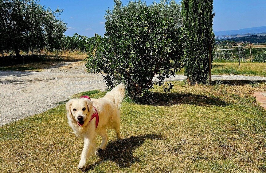 Picture 11 for Activity Winery Tour with Wine & Food Tasting in Montepulciano 2