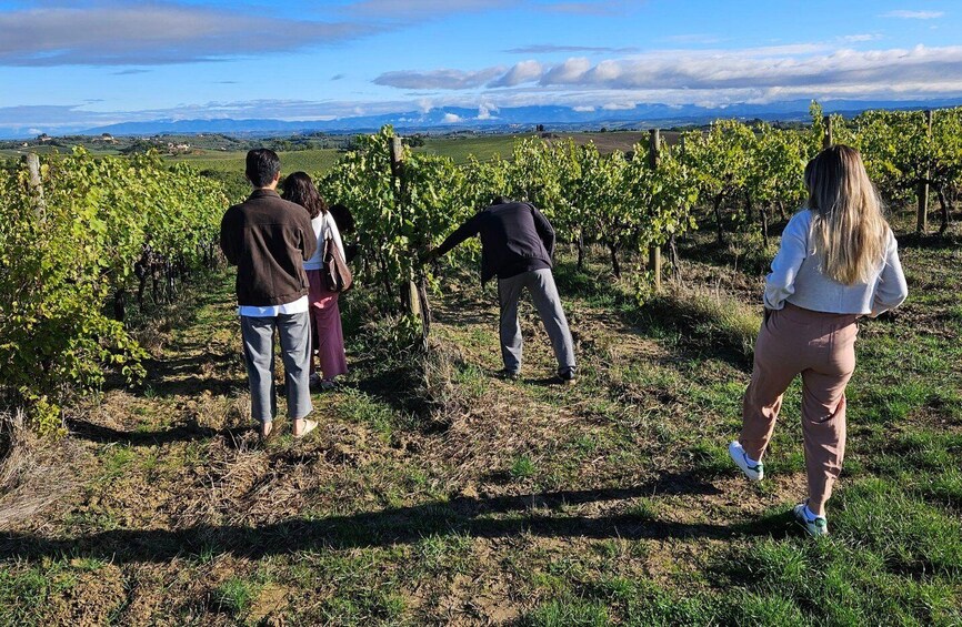 Winery Tour with Wine & Food Tasting in Montepulciano 1