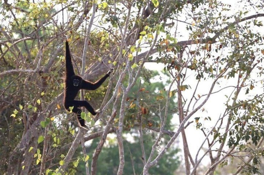 A monkey hanging from a tree branch. 2