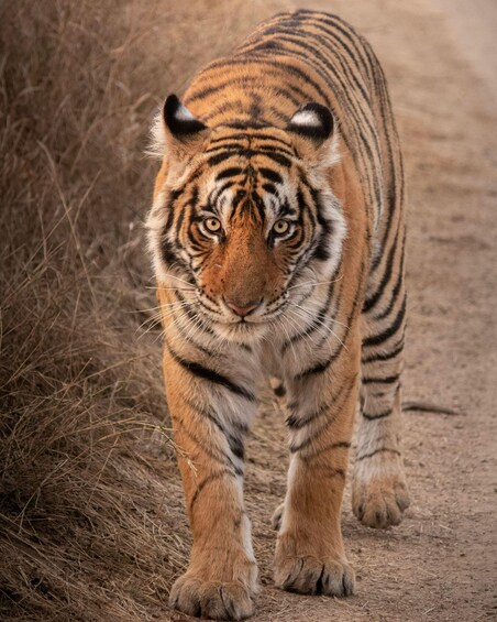 A tiger walking on a dirt path with dry grass on the sides. 3