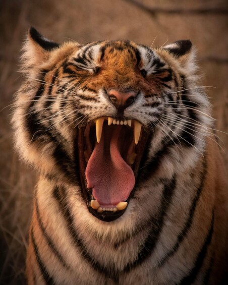 A tiger with its mouth wide open, displaying its teeth and tongue. 5