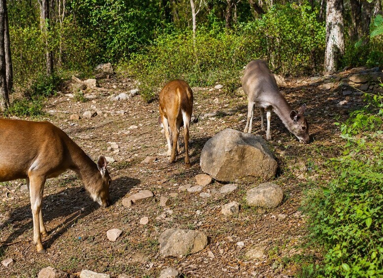 Three deer grazing in a rocky forest area. 4