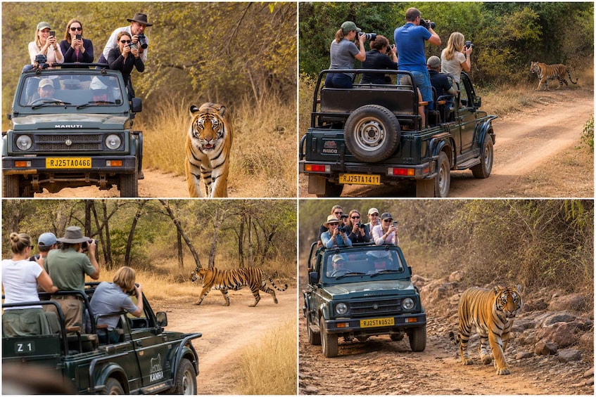 A safari vehicle with passengers taking photos of a tiger walking on a dirt path. 1