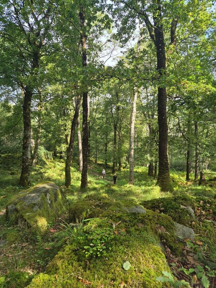 A dense forest with tall trees, a moss-covered rock, and a narrow path. 4