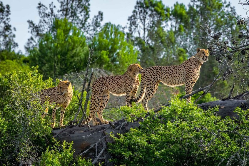 Three cheetahs in a natural habitat with dense green foliage and trees in the background. 4