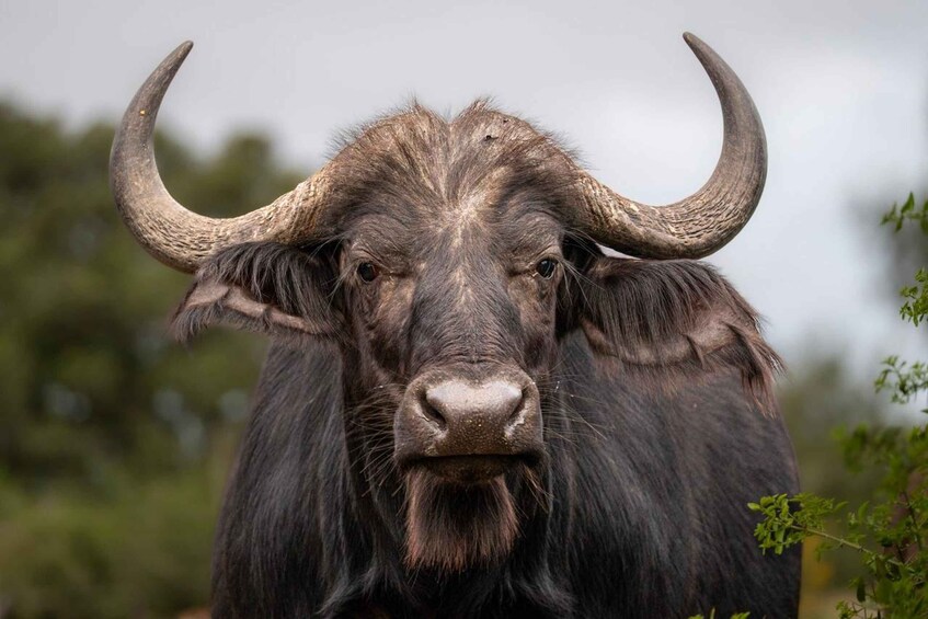 A large buffalo with prominent horns and dark fur. 5