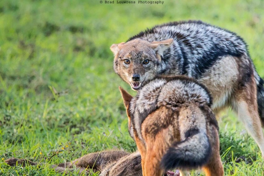 A coyote with its offspring in a grassy field. 2