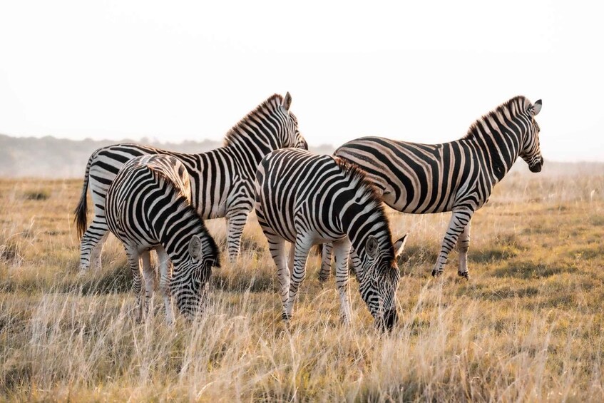Zebras grazing in a grassy field. 1