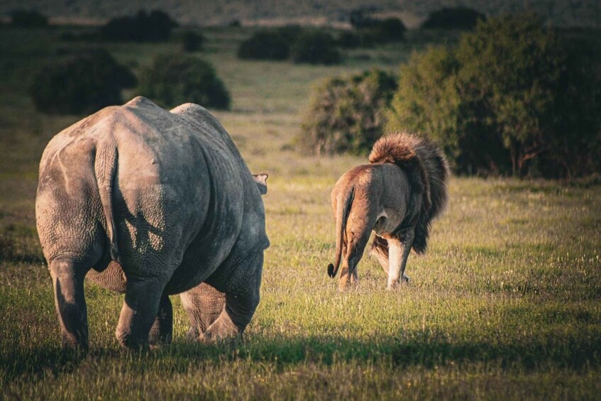 A rhinoceros and a lion in a grassy savannah. 3