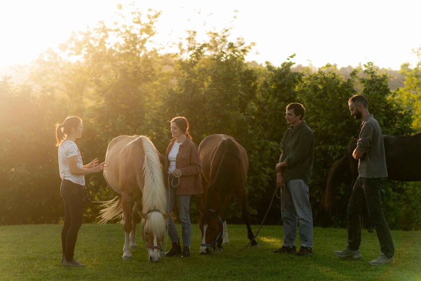 A group of people interacting with horses in a grassy field with trees in the background. 1
