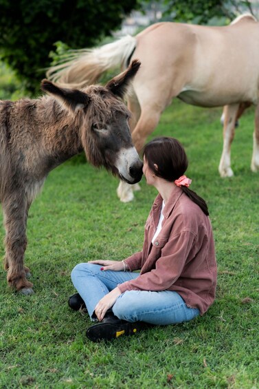 A person sitting on grass with a donkey and a horse in the background. 3