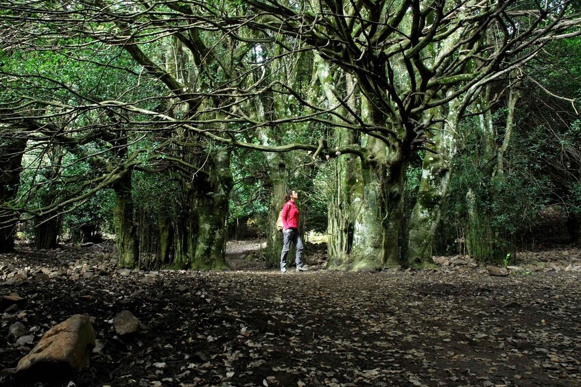 A person standing in a forest with dense trees and a ground covered in leaves. 1