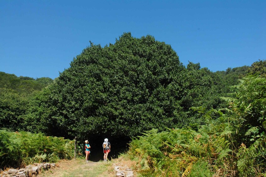 Two hikers on a trail with dense forest and ferns. 4