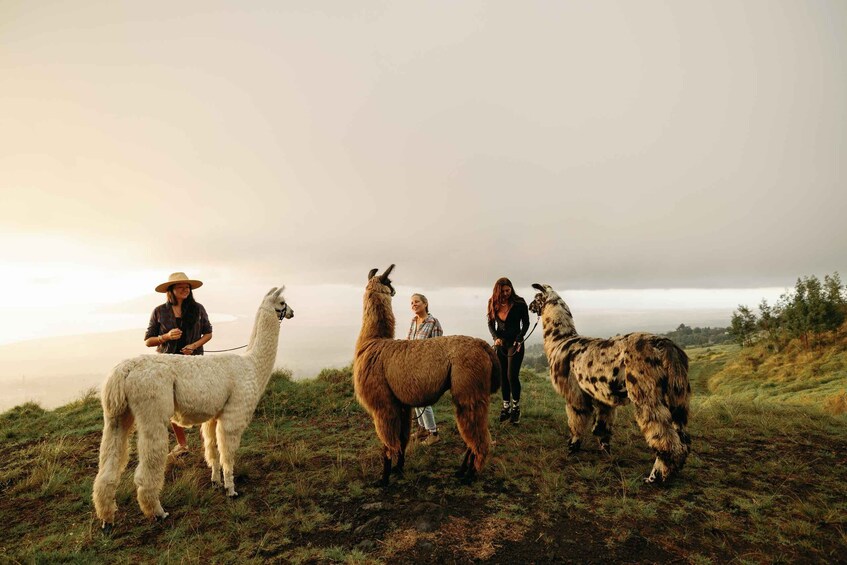 A group of llamas on a grassy hillside with a cloudy sky. 4