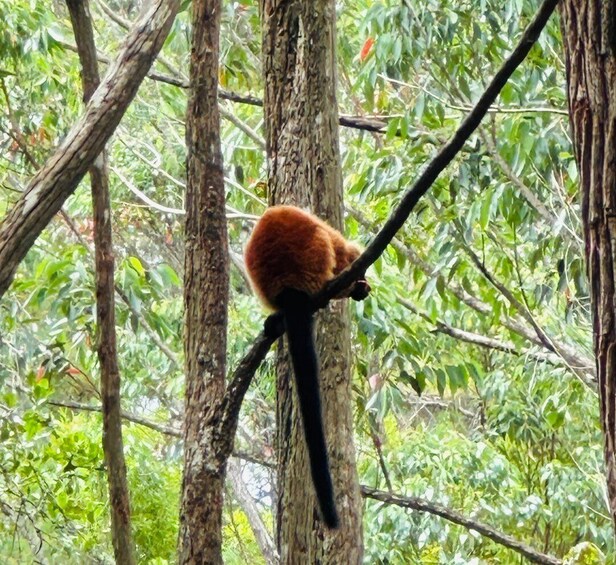 Picture 5 for Activity Antananarivo: Andasibe National Park Day Trip with Lemurs 4