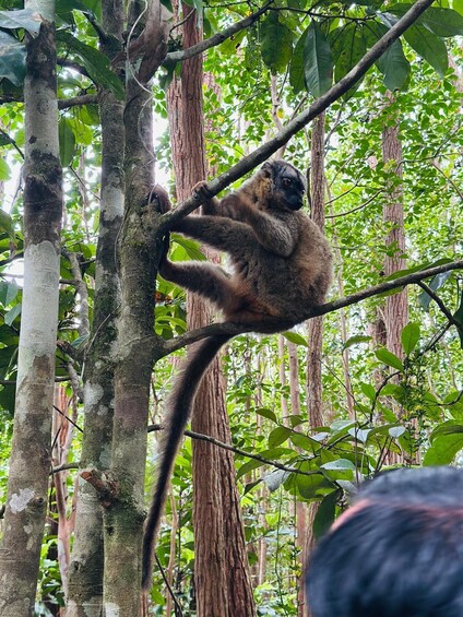 Picture 4 for Activity Antananarivo: Andasibe National Park Day Trip with Lemurs 5