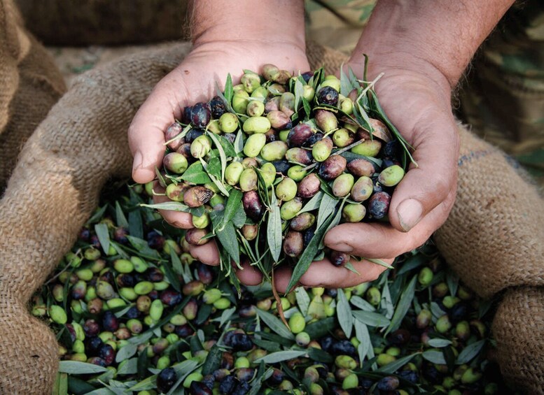 Hands holding a bunch of olives with leaves, with more olives scattered on the ground. 2