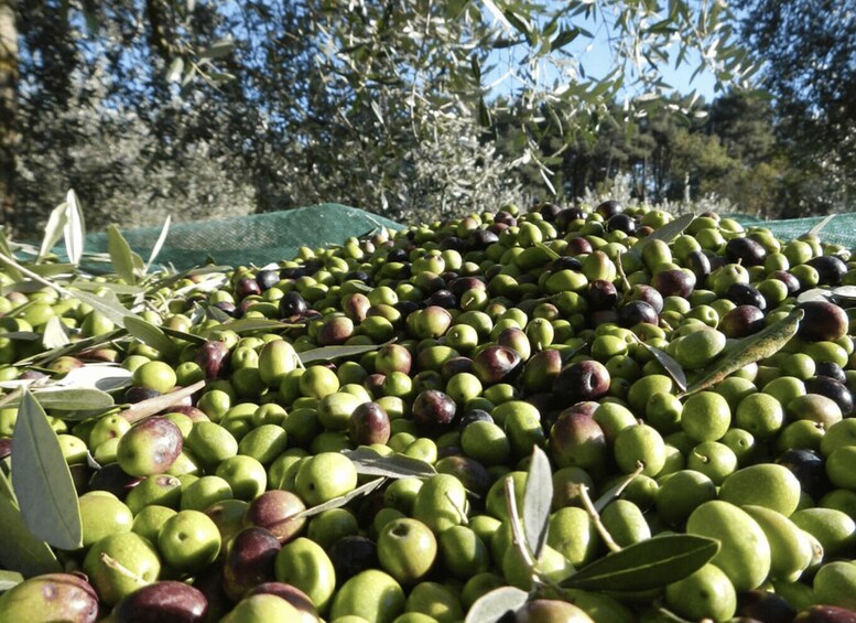 A large pile of green and red olives with olive branches scattered around, set against a backdrop of trees and a clear sky. 3