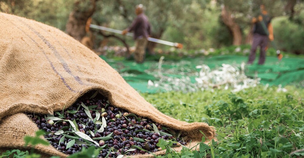 A burlap sack spilling out olives and leaves, with two people in the background tending to a garden. 1