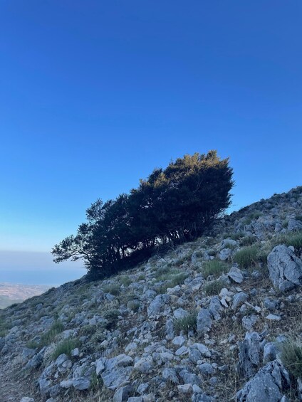 A solitary tree on a rocky hillside under a clear blue sky. 2