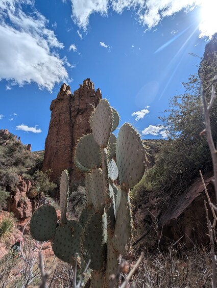 A cactus in a desert landscape with a rocky cliff in the background. 2
