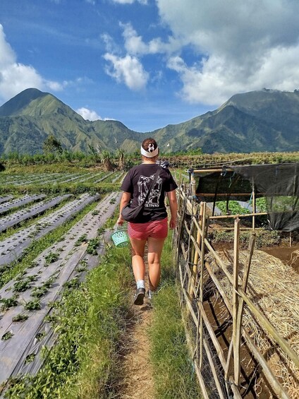 A person walking through a field with rows of plants, a wooden fence, and mountains in the background. 3