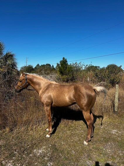 A brown horse standing in a grassy field with a fence and trees in the background. 2