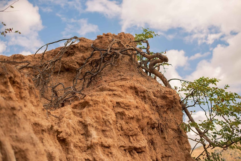 A rocky cliff with a tree growing on it. 1