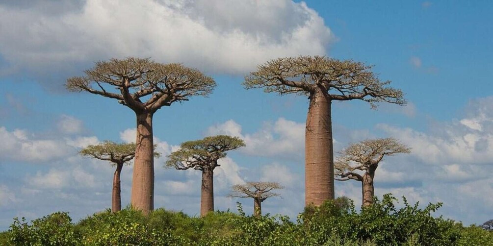 Tall, slender trees with sparse canopies against a blue sky. 4