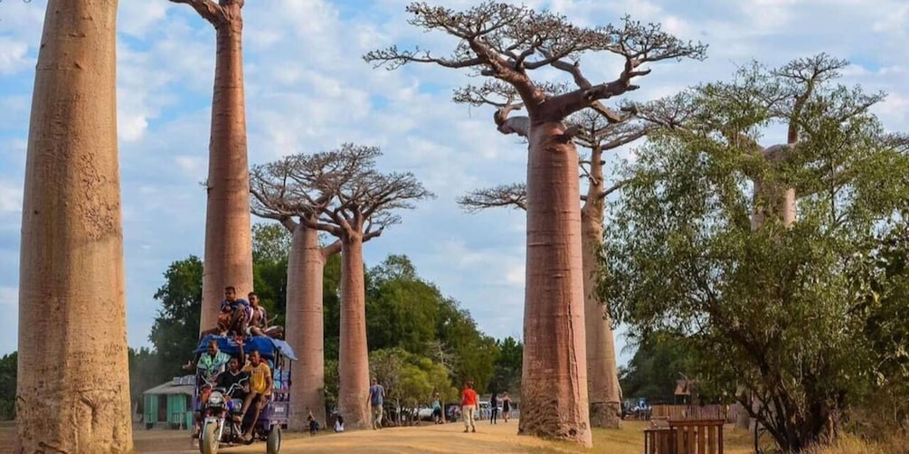 Tall, slender trees with sparse foliage, a dirt path, and people walking and riding motorcycles. 1
