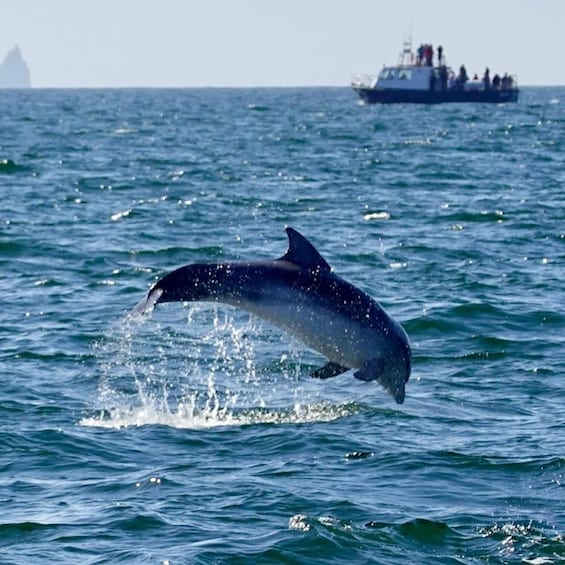 A dolphin leaping out of the water with a boat in the background. 3