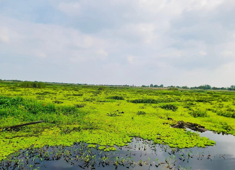 A wetland with green vegetation and water. 4