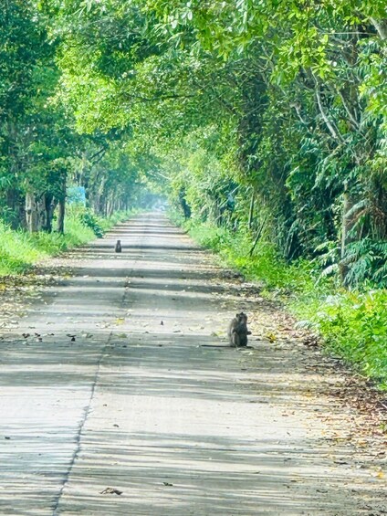 A road lined with trees and a monkey sitting on the side. 5