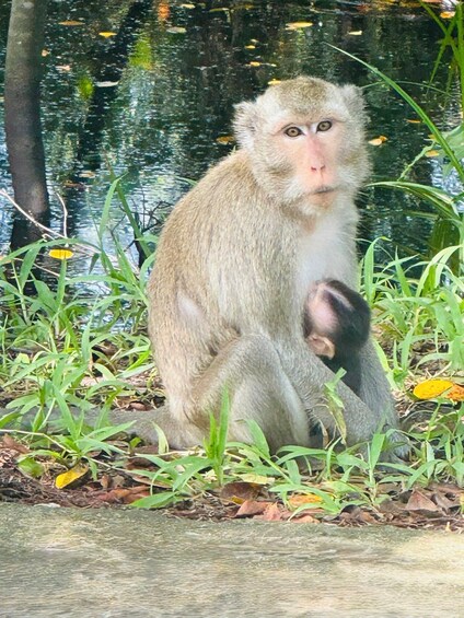 A monkey sitting on the ground near a body of water with greenery around. 3