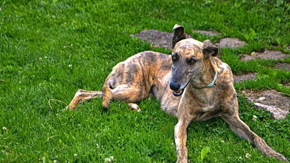 A large dog lying on grass with a collar. 5