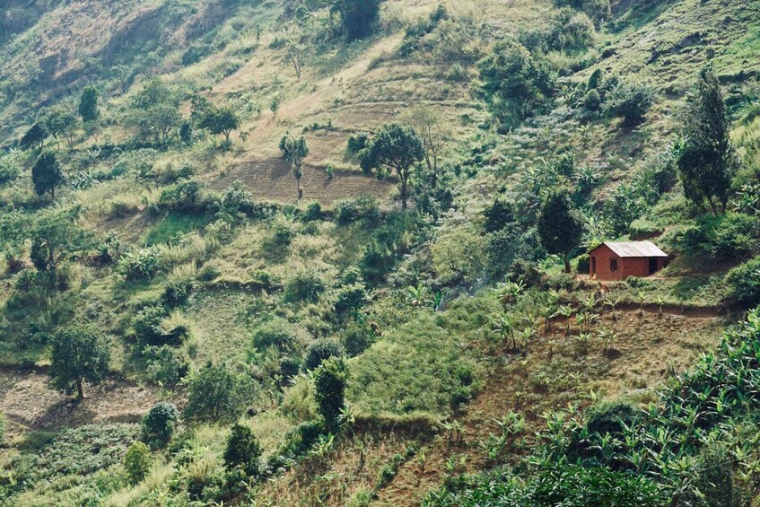 A rural landscape with a small red house on a hillside, surrounded by lush greenery and scattered trees. 4