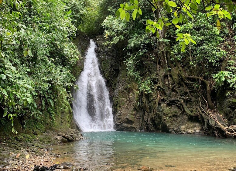 A waterfall cascading into a clear pool surrounded by dense green foliage. 1