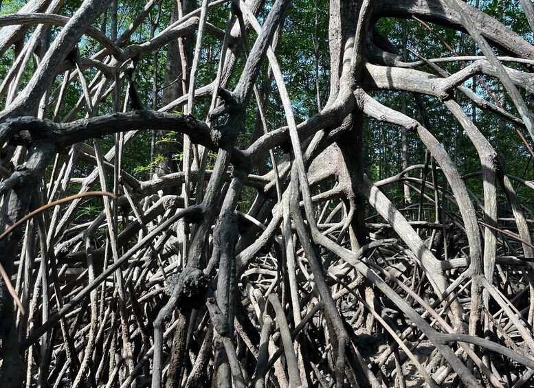A dense thicket of intertwined tree branches. 3