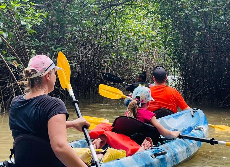 People kayaking through a mangrove forest. 4