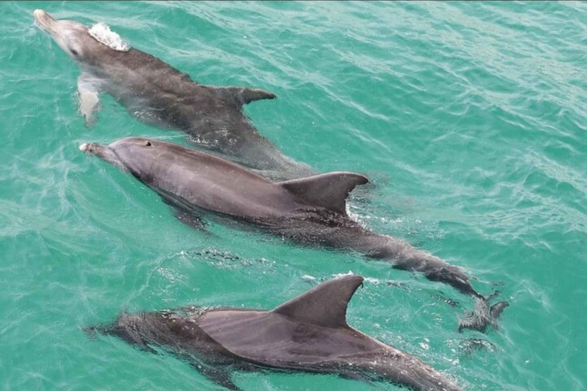 Three dolphins swimming in turquoise water. 3