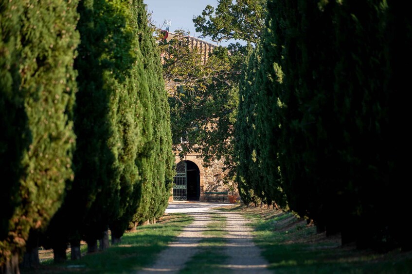 A pathway lined with tall, green trees leading to a stone building with an arched entrance. 1