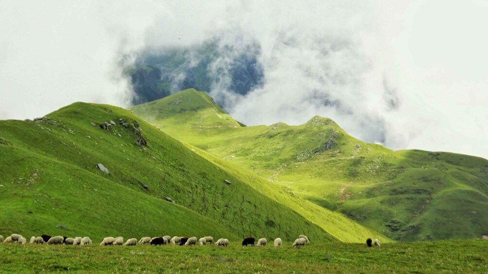 A flock of sheep grazing on a green hillside with mountains in the background. 1