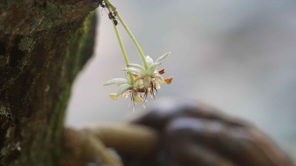 Ein Detailaufnahme einer Pflanze mit weißen Blüten und bräunlichen Blütenzentren, die an einem Baumzweig hängt. 4