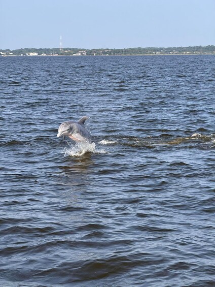 A dolphin jumping out of the water near a shoreline with buildings and a tower in the background. 4