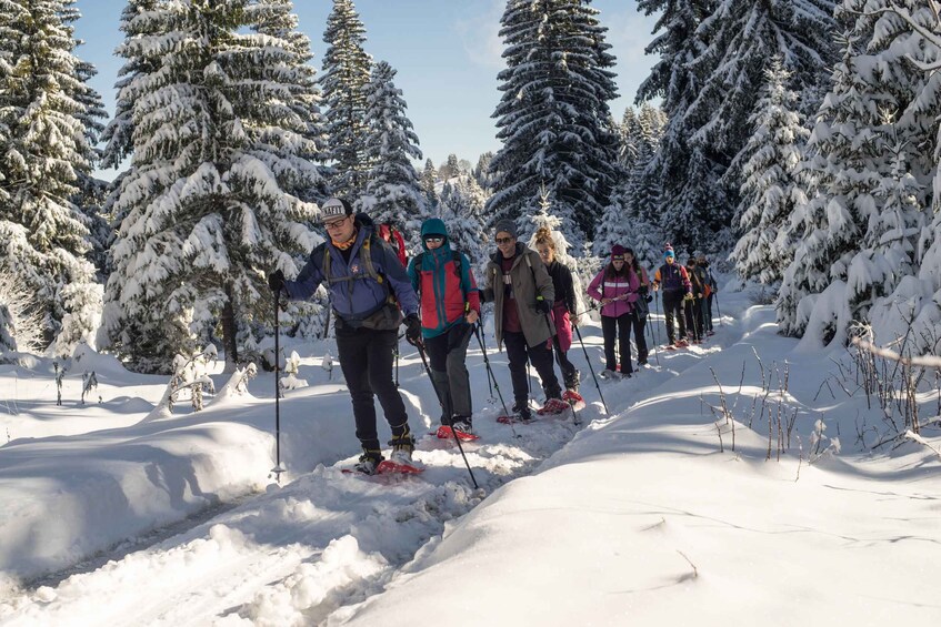 A group of people cross-country skiing through a snowy forest. 4