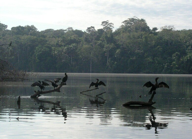 A lake with birds flying and landing on the water's surface, surrounded by dense forest. 4
